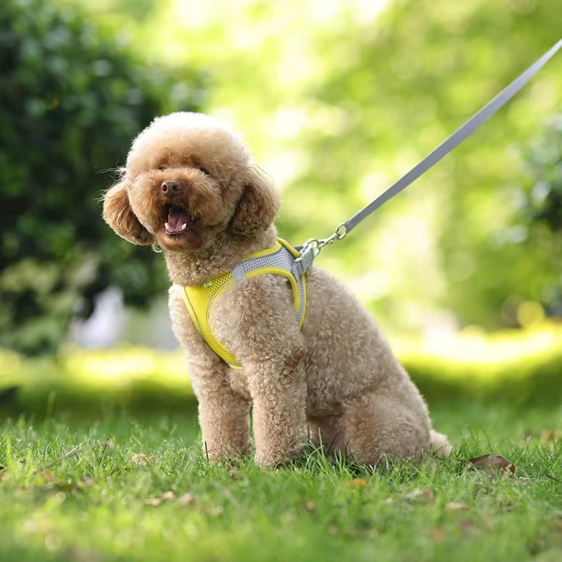 Harnais pour Chien Réglable avec Laisse – Gilet Confortable et Respirant
