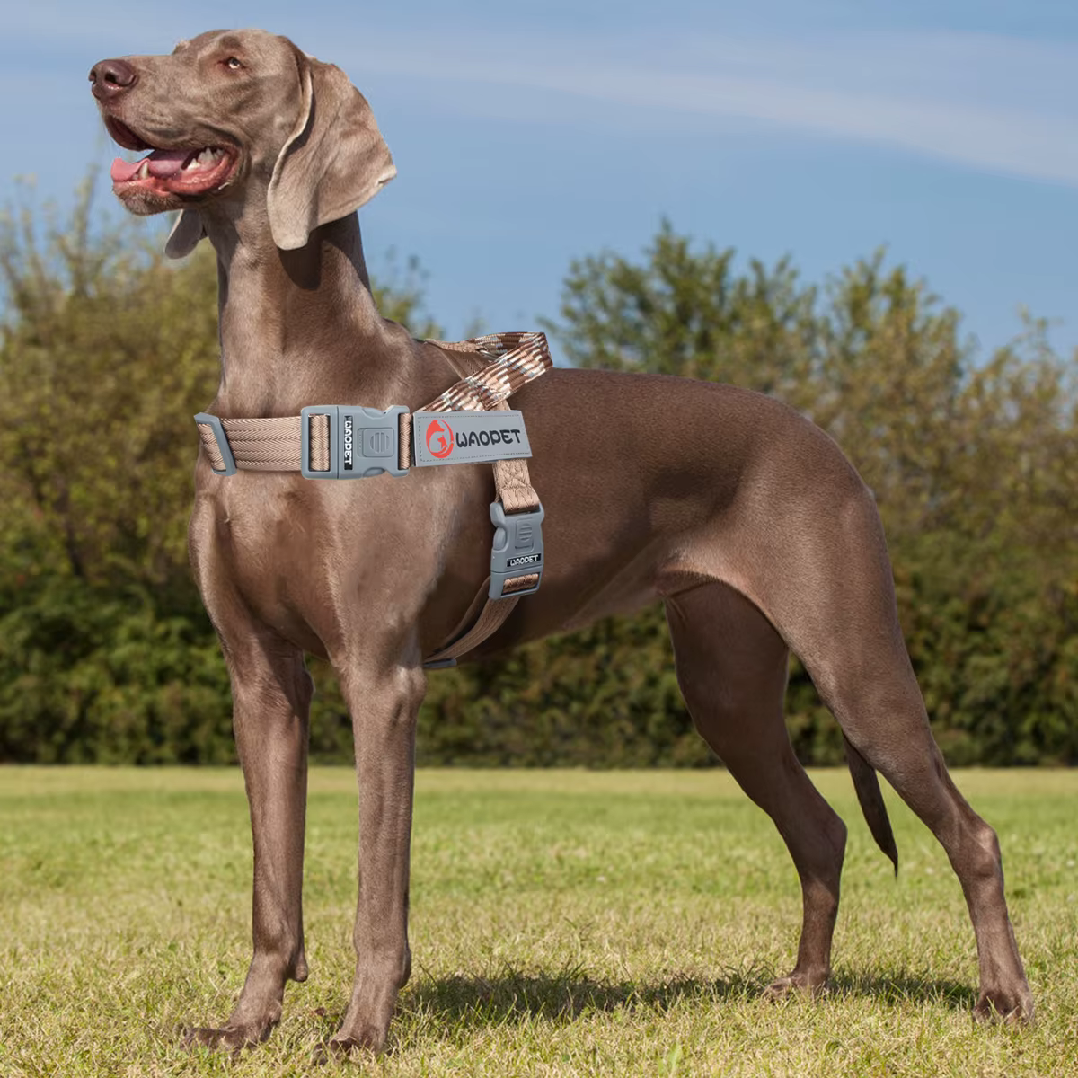 Harnais Réfléchissant pour Chien | Confort & Sécurité