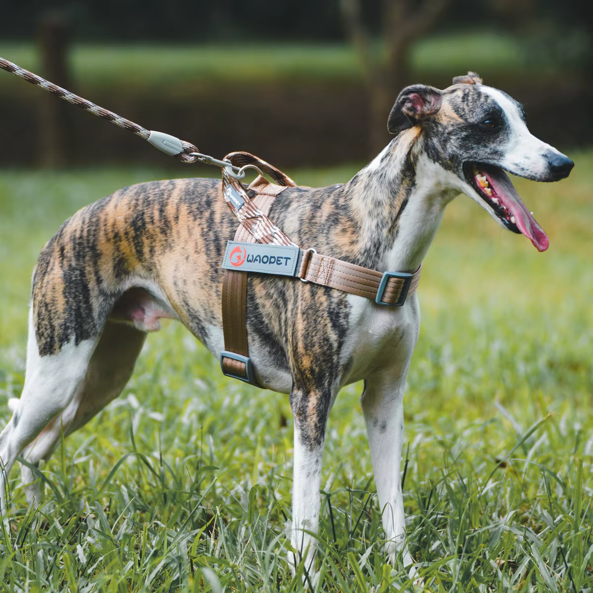 Harnais Réfléchissant pour Chien | Confort & Sécurité
