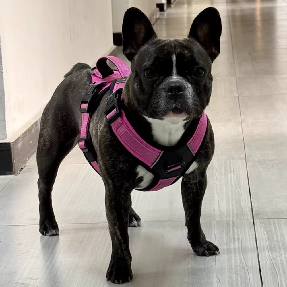Harnais Anti-Traction Réglable pour Chien | Confort & Sécurité