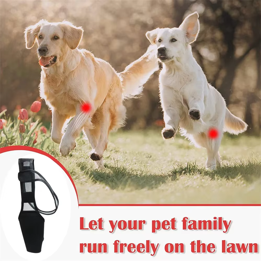 Attelle Orthopédique pour Chien | Support Articulaire & Genouillère