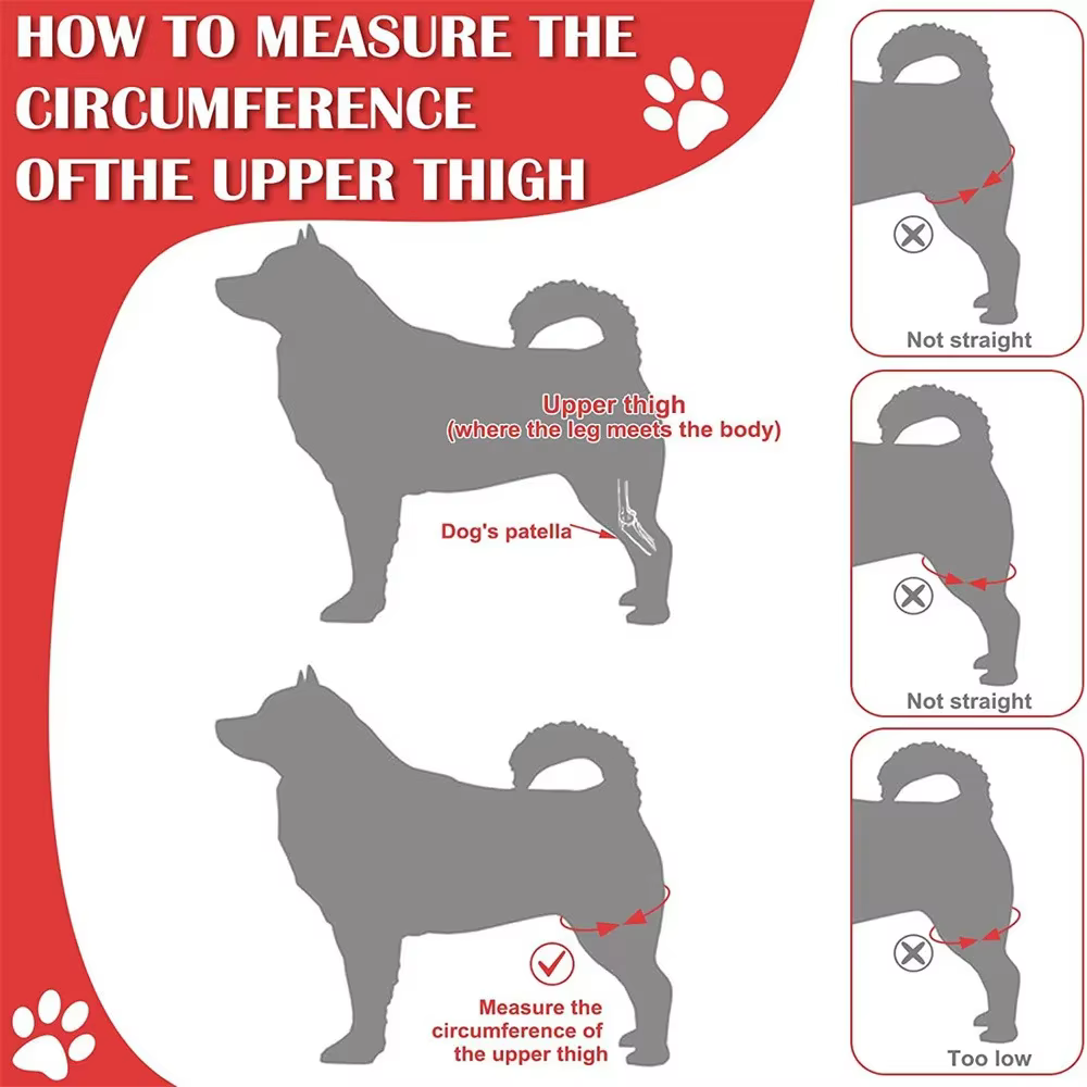 Attelle Orthopédique pour Chien | Support Articulaire & Genouillère