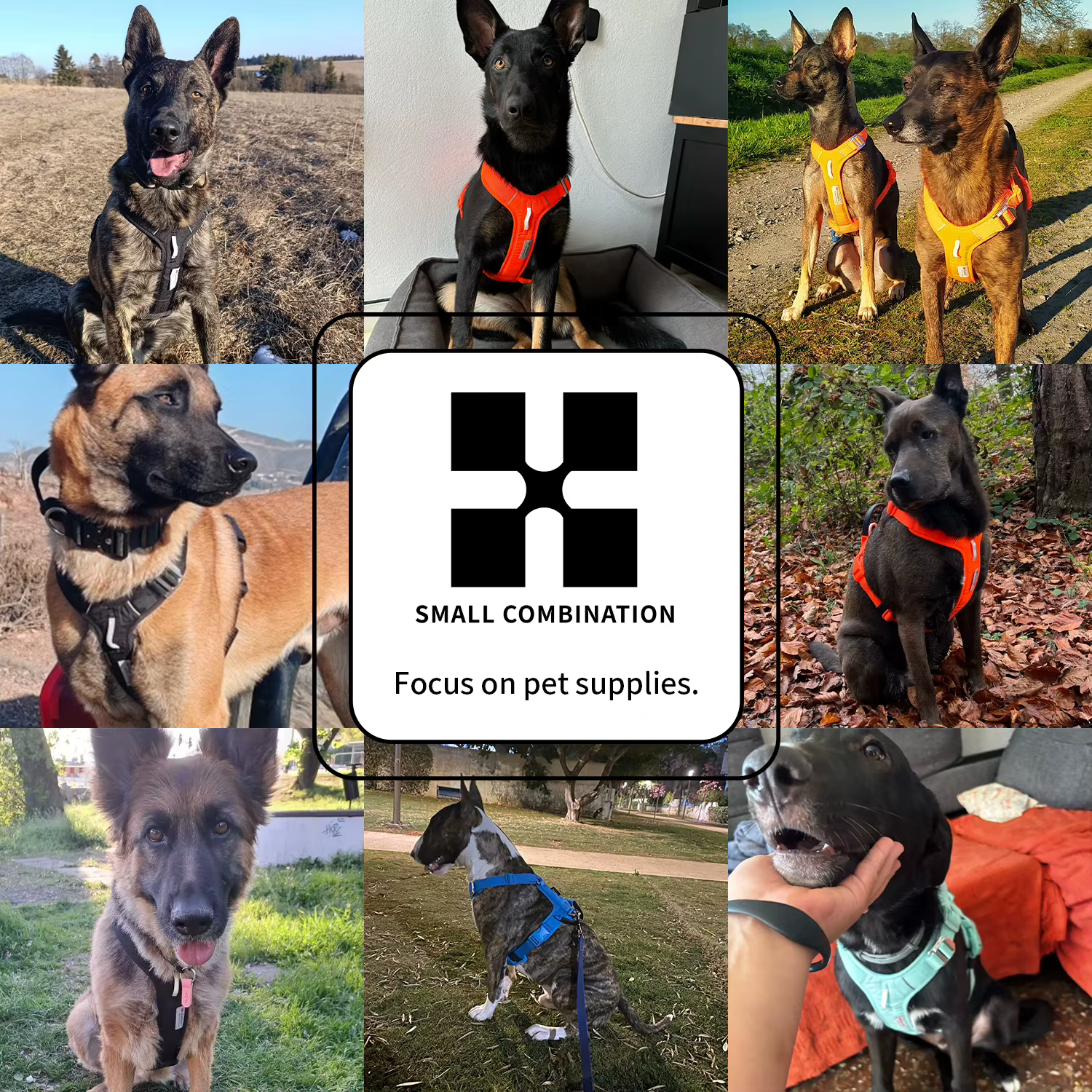 Harnais pour chien confortable et réglable – sécurité et liberté de mouvement