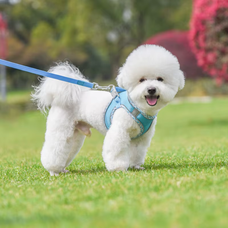 Harnais pour chien confortable avec laisse