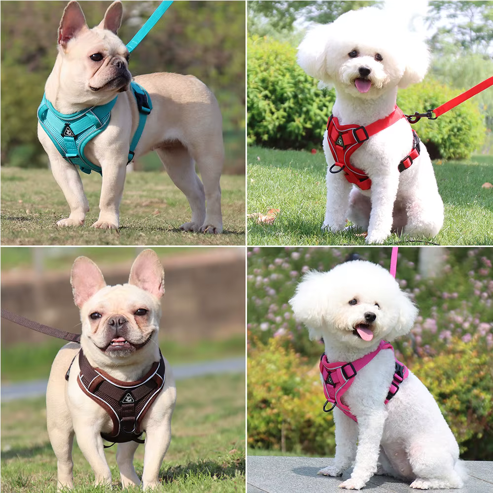 Harnais pour Chien avec Laisse Assortie | Confort & Sécurité