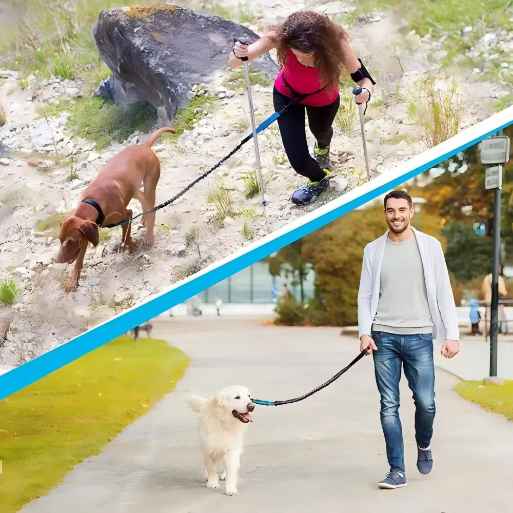 LAISSE POUR CHIEN 