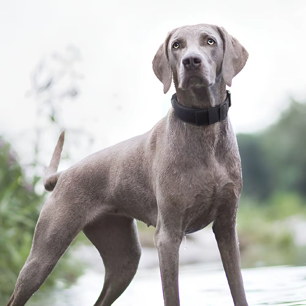 Collier Tactique pour Chien Réglable et Robustesse