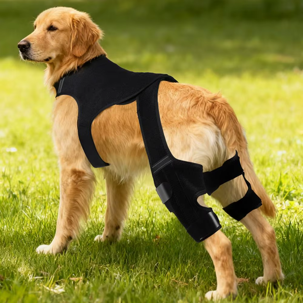 Attelle de Genou pour Chien — Orthèse Médicale Post-Opératoire