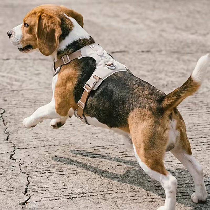 Harnais pour Chien Respirant et Réglable avec Laisse