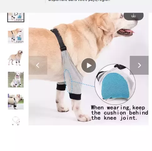 Attelle pour chien
