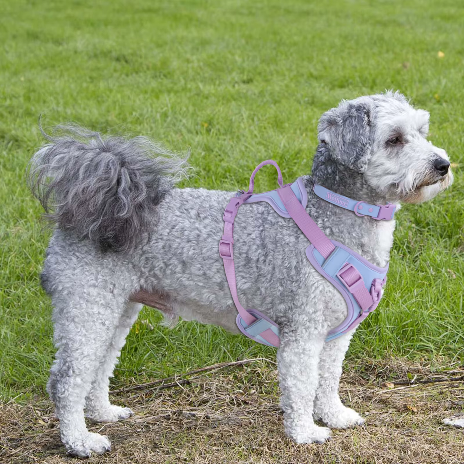 Harnais Anti-Traction Chien Ajustable & Confortable
