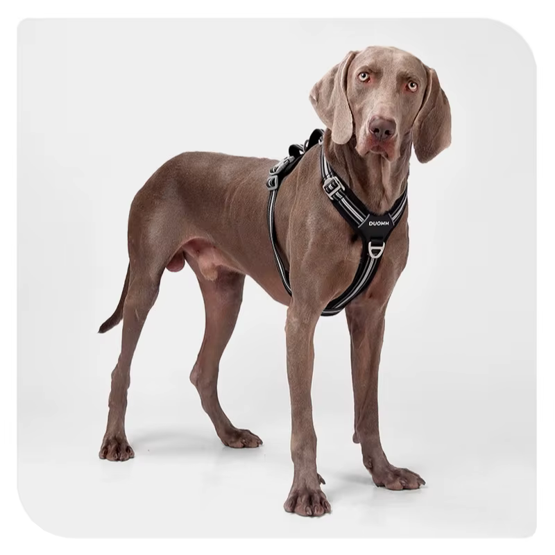 Harnais pour chien réglable