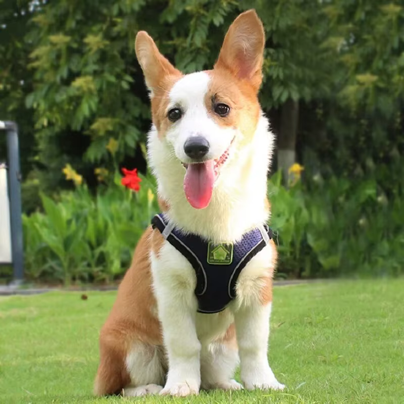Harnais Anti-Traction Respirant pour Chien et Chat avec Laisse