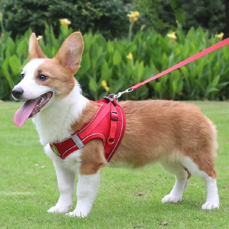 Harnais Anti-Traction Respirant pour Chien et Chat avec Laisse