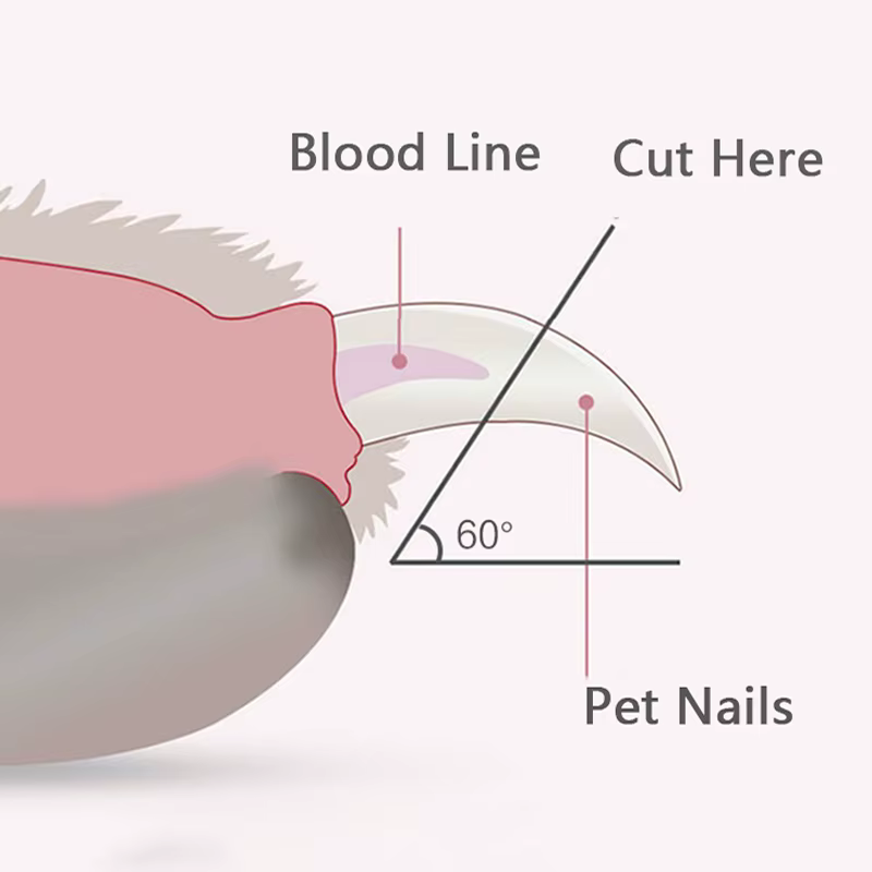 coupe ongle pour chien