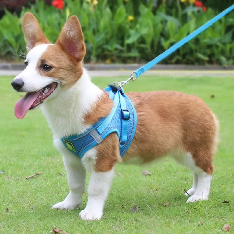 Harnais Anti-Traction Respirant pour Chien et Chat avec Laisse