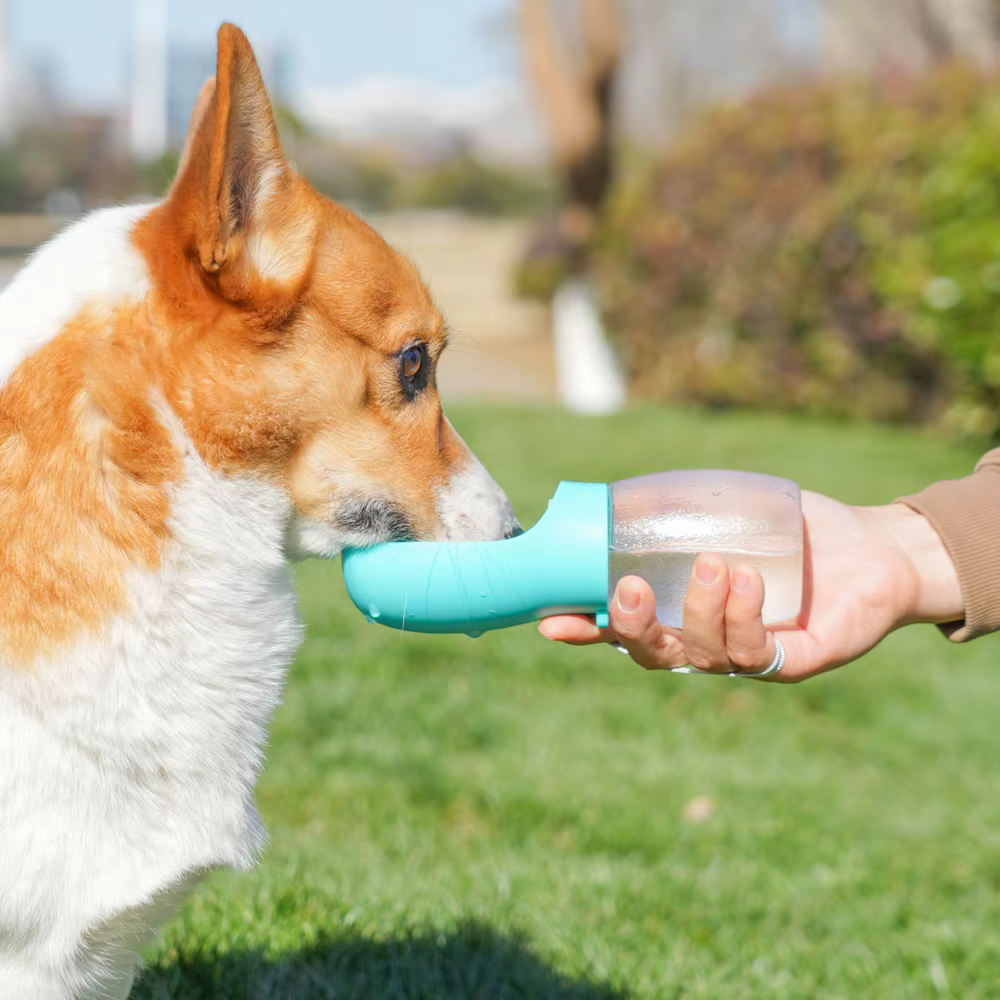 gourde pour chien