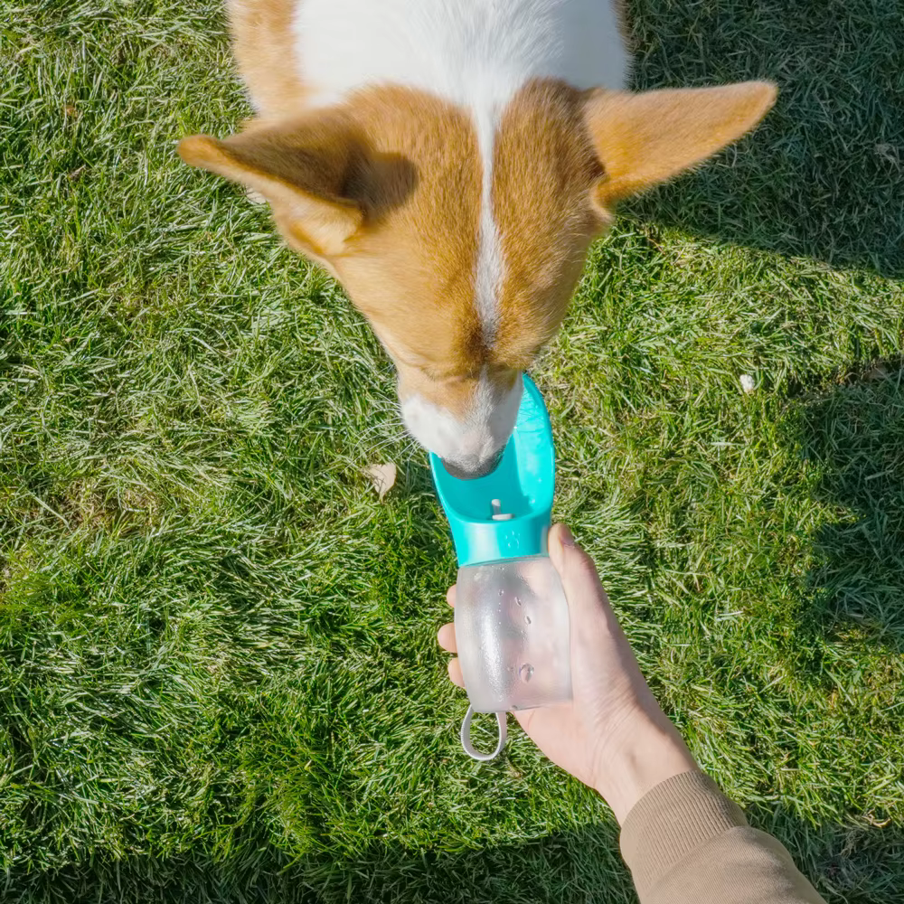 gourde pour chien