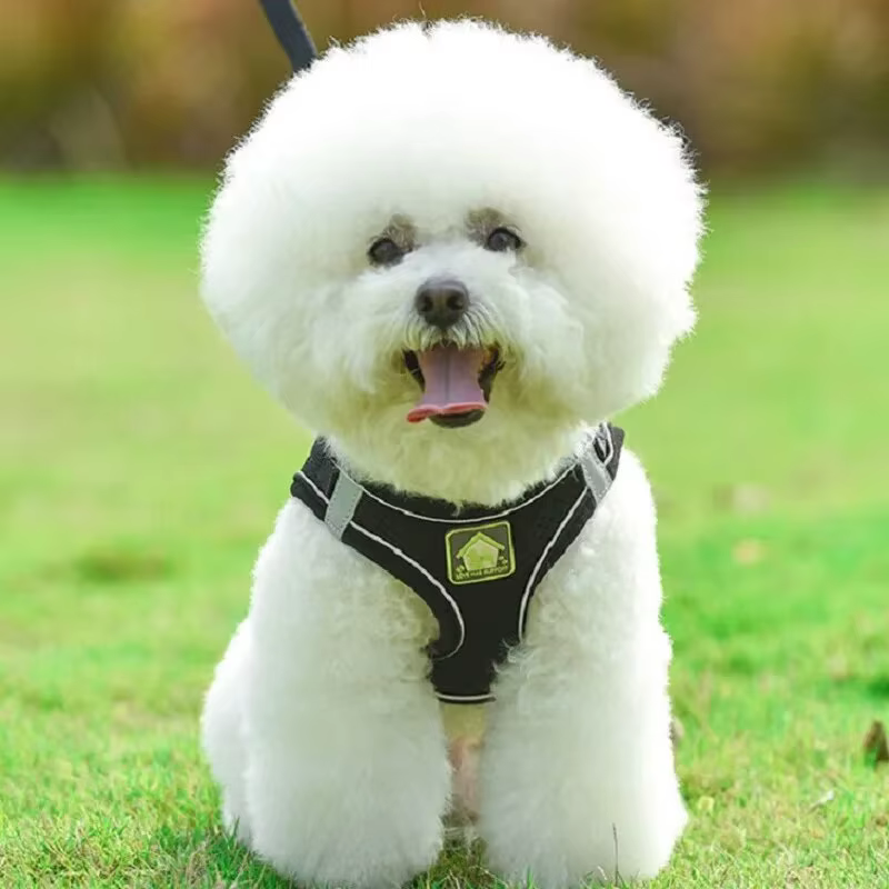 Harnais Anti-Traction Respirant pour Chien et Chat avec Laisse