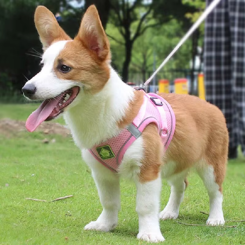 Harnais Anti-Traction Respirant pour Chien et Chat avec Laisse