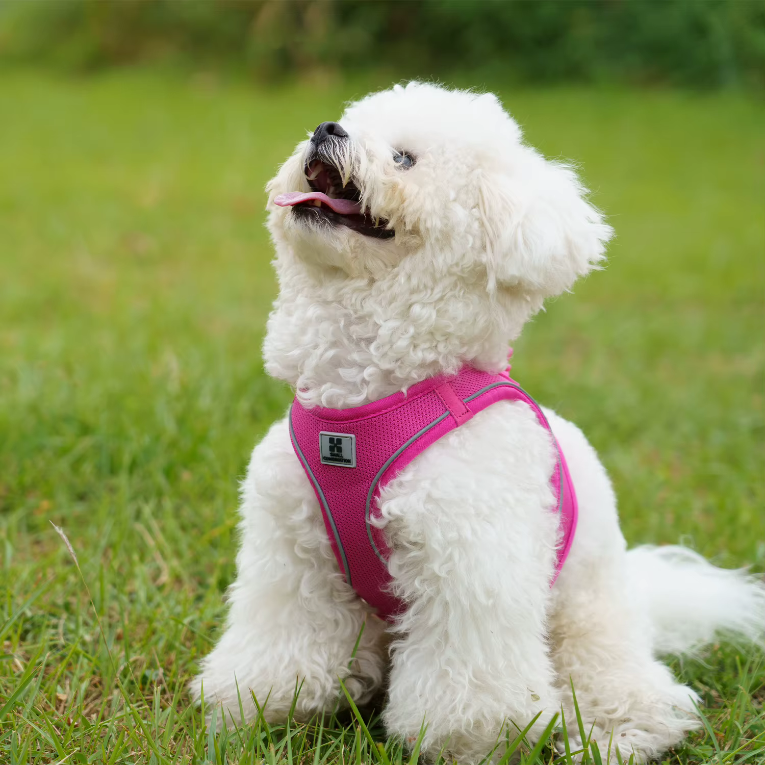 Harnais pour Petit Chien avec laisse 