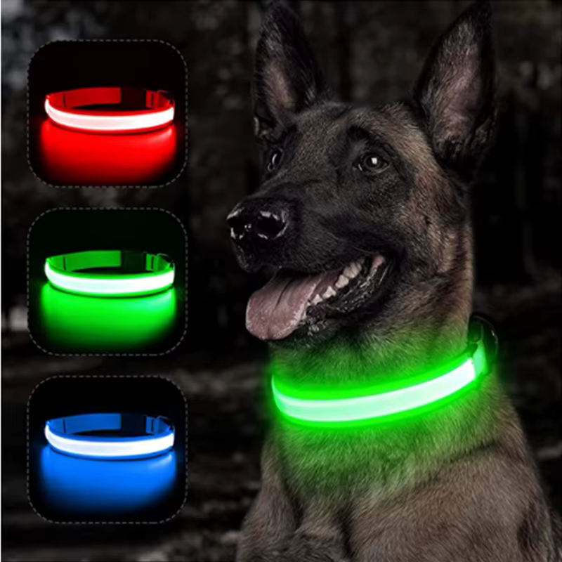 collier lumineux pour chien