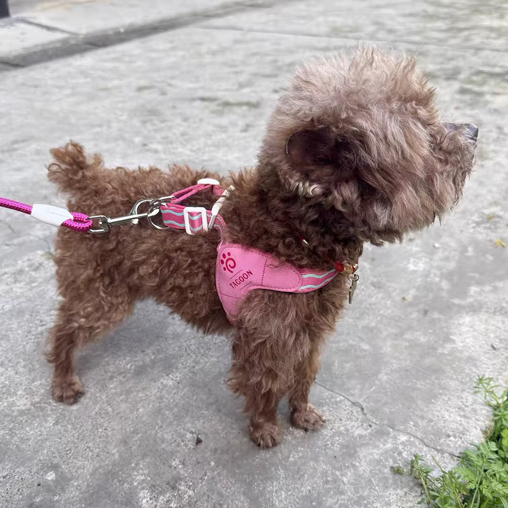 harnais et laisse pour petit chien et chat — Confort & respirabilité