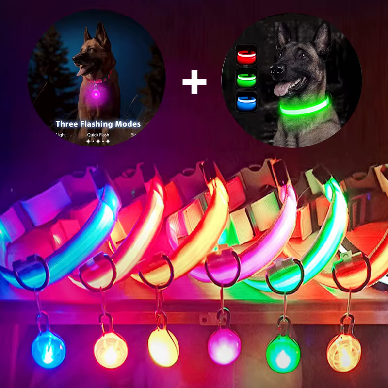 collier lumineux pour chien