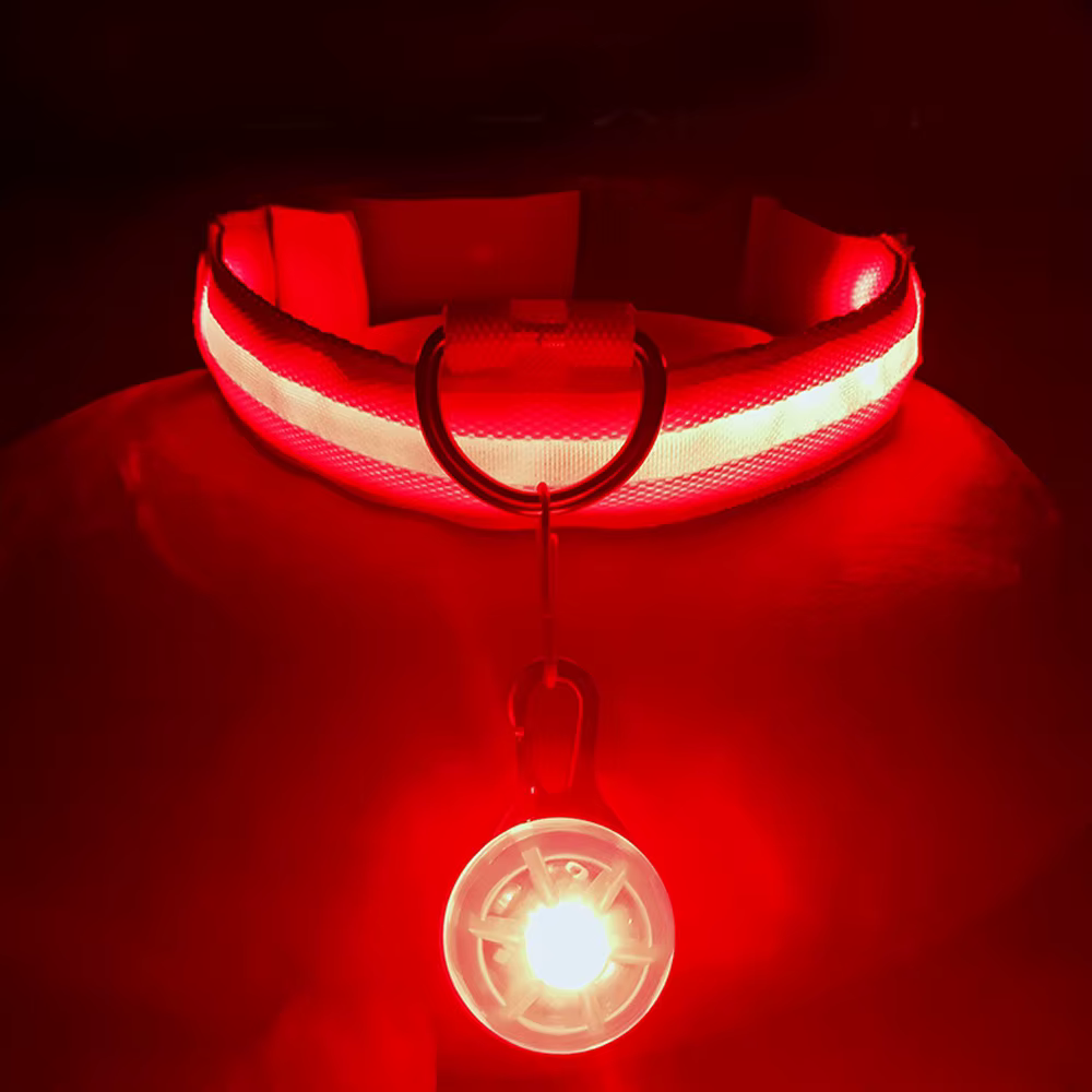 collier lumineux pour chien