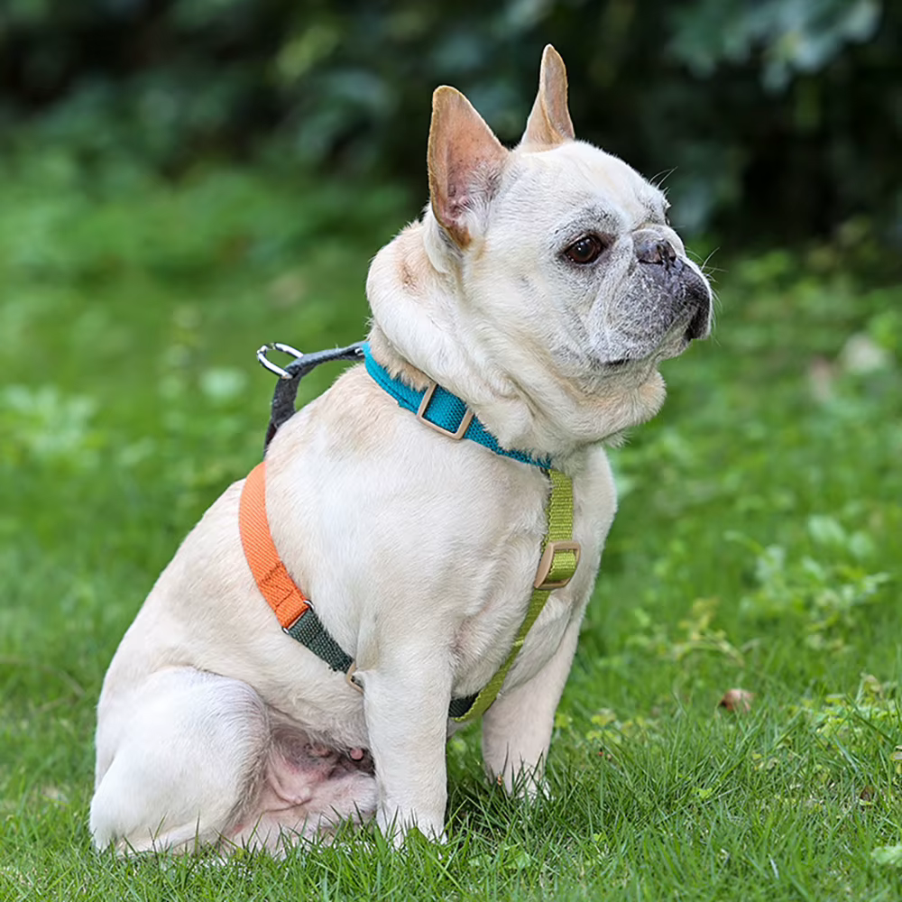 nais Chien Réglable Tricolore Cuperay | Confort & Résistance