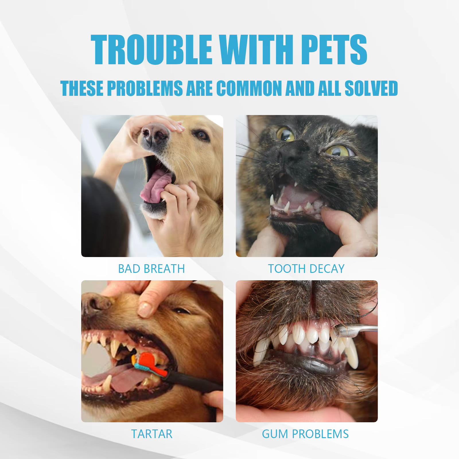 Dentifrice pour chien