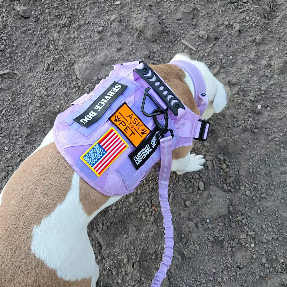 Harnais Tactique Violet pour Chien + Laisse & Collier