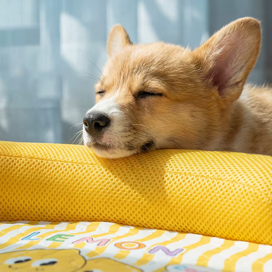 COUSSIN POUR CHIEN
