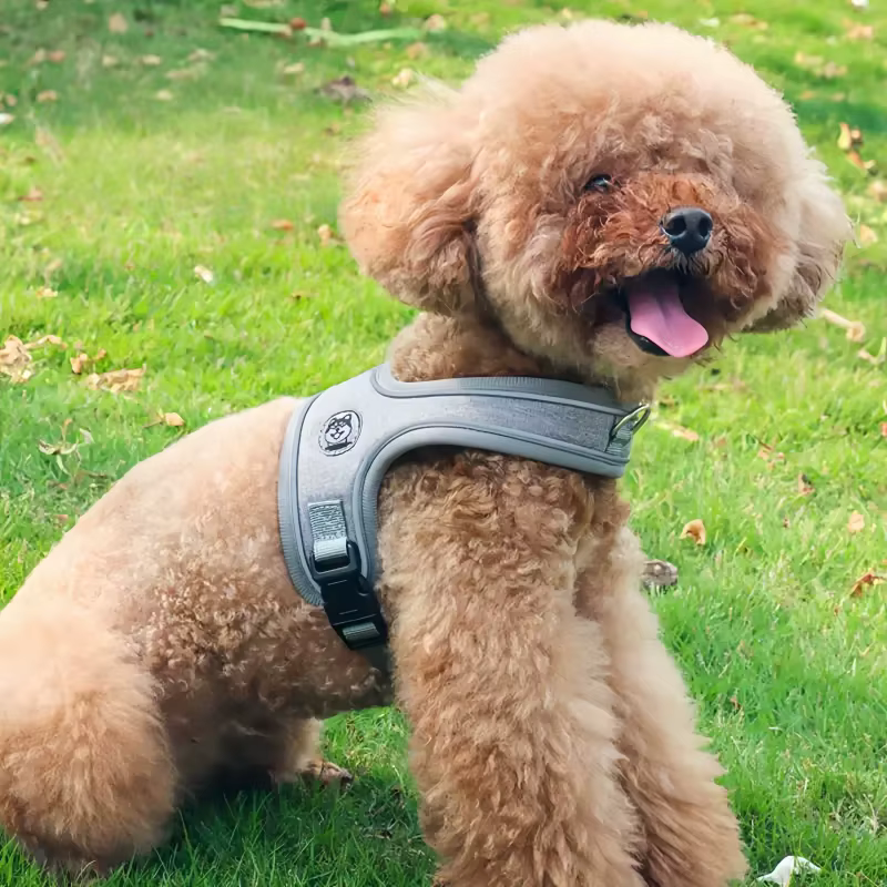 Harnais pour Chien Confortable et Respirant 