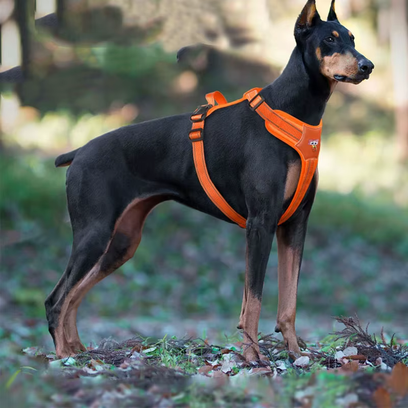 Harnais pour Dobermann Réglable et Confortable – Contrôle, Maintien et Sécurité