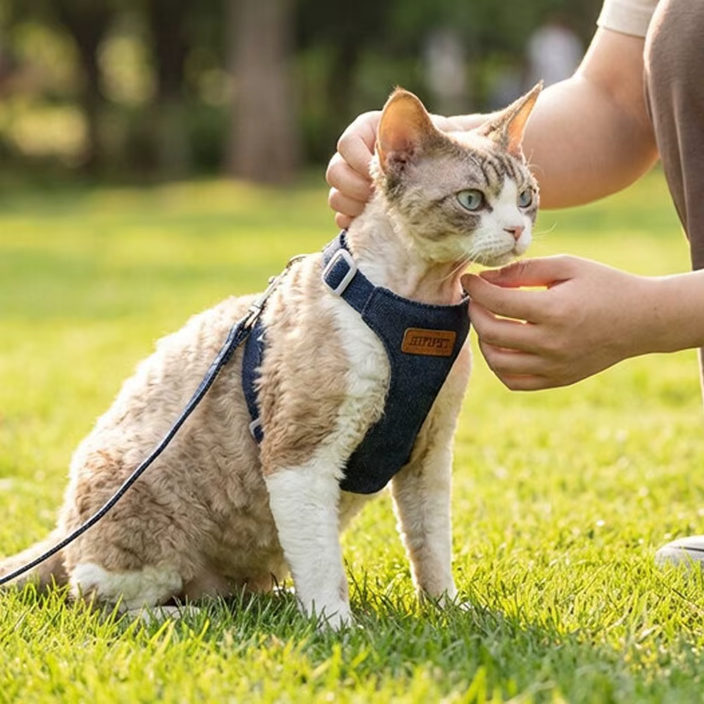 Harnais Chien avec Laisse 2 m – Confort et Contrôle